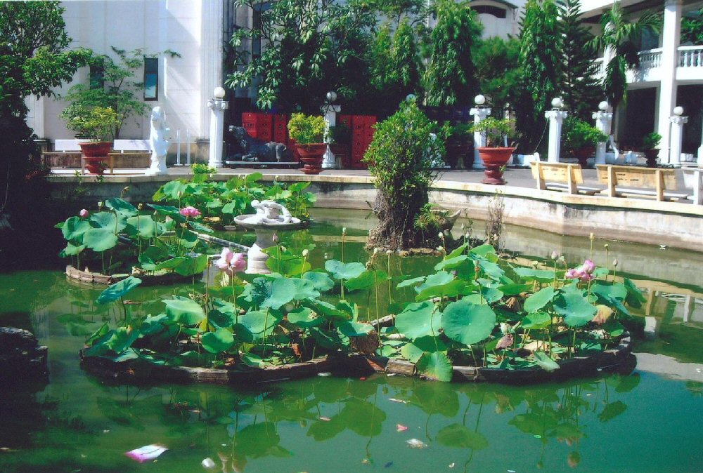 Lotus pond